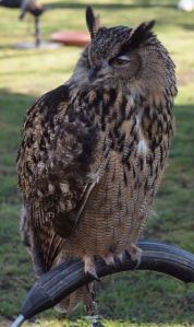Eagle Owl
